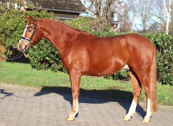 Poni alemán, Caballo castrado, 4 años, 148 cm, Alazán