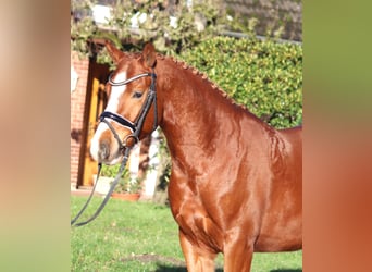 Poni alemán, Caballo castrado, 4 años, 148 cm, Alazán