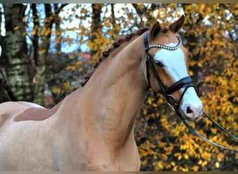 Poni alemán, Caballo castrado, 4 años, 148 cm, Alazán