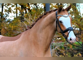 Poni alemán, Caballo castrado, 4 años, 148 cm, Alazán