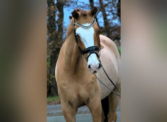 Poni alemán, Caballo castrado, 4 años, 148 cm, Alazán