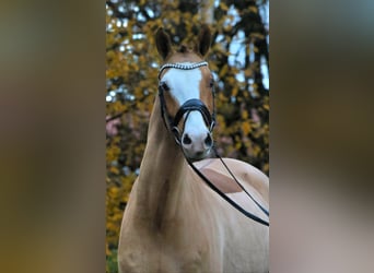 Poni alemán, Caballo castrado, 4 años, 148 cm, Alazán