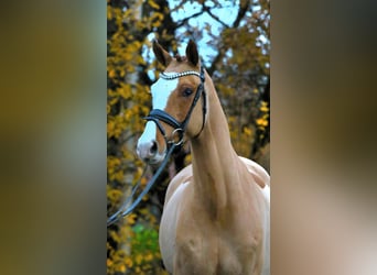 Poni alemán, Caballo castrado, 4 años, 148 cm, Alazán