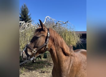 Poni alemán, Caballo castrado, 4 años, 148 cm, Alazán-tostado