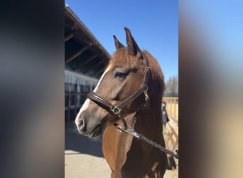 Poni alemán, Caballo castrado, 4 años, 148 cm, Alazán-tostado