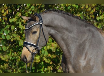 Poni alemán, Caballo castrado, 4 años, 148 cm, Bayo