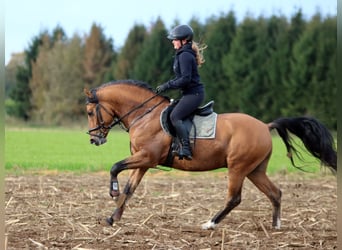 Poni alemán, Caballo castrado, 4 años, 148 cm, Bayo