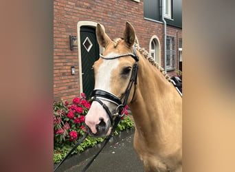 Poni alemán, Caballo castrado, 4 años, 148 cm, Bayo