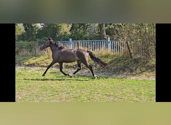 Poni alemán, Caballo castrado, 4 años, 148 cm, Buckskin/Bayo