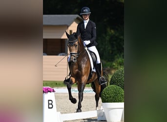 Poni alemán, Caballo castrado, 4 años, 148 cm, Buckskin/Bayo