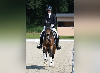 Poni alemán, Caballo castrado, 4 años, 148 cm, Buckskin/Bayo