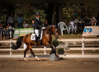 Poni alemán, Caballo castrado, 4 años, 148 cm, Buckskin/Bayo