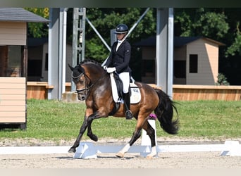 Poni alemán, Caballo castrado, 4 años, 148 cm, Buckskin/Bayo