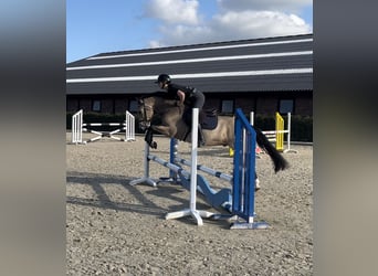 Poni alemán, Caballo castrado, 4 años, 148 cm, Buckskin/Bayo