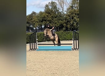 Poni alemán, Caballo castrado, 4 años, 148 cm, Buckskin/Bayo