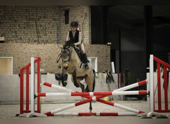 Poni alemán, Caballo castrado, 4 años, 148 cm, Buckskin/Bayo