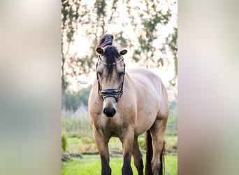 Poni alemán, Caballo castrado, 4 años, 148 cm, Buckskin/Bayo