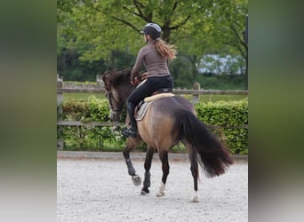 Poni alemán, Caballo castrado, 4 años, 148 cm, Buckskin/Bayo