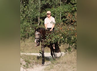 Poni alemán, Caballo castrado, 4 años, 148 cm, Buckskin/Bayo