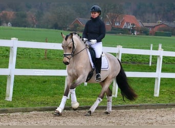 Poni alemán, Caballo castrado, 4 años, 148 cm, Buckskin/Bayo