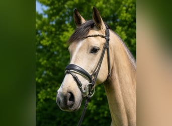 Poni alemán, Caballo castrado, 4 años, 148 cm, Buckskin/Bayo
