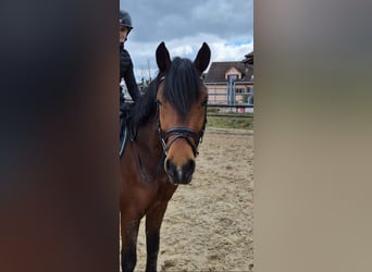 Poni alemán, Caballo castrado, 4 años, 148 cm, Castaño