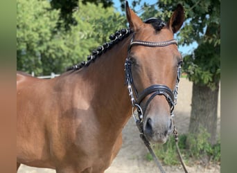 Poni alemán, Caballo castrado, 4 años, 148 cm, Castaño