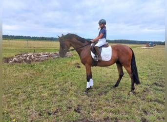 Poni alemán, Caballo castrado, 4 años, 148 cm, Castaño