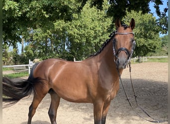 Poni alemán, Caballo castrado, 4 años, 148 cm, Castaño