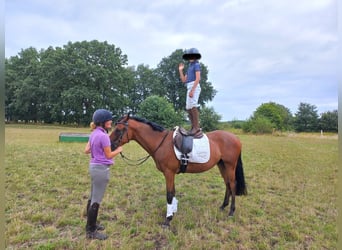 Poni alemán, Caballo castrado, 4 años, 148 cm, Castaño