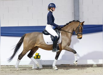 Poni alemán, Caballo castrado, 4 años, 148 cm, Castaño