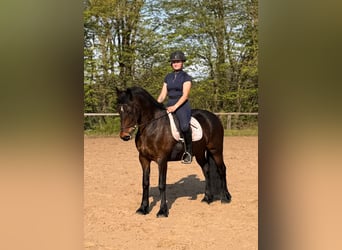 Poni alemán Mestizo, Caballo castrado, 4 años, 148 cm, Castaño