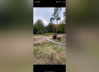 Poni alemán Mestizo, Caballo castrado, 4 años, 148 cm, Castaño