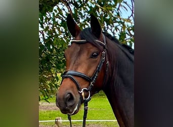 Poni alemán, Caballo castrado, 4 años, 148 cm, Castaño oscuro