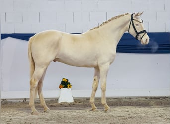 Poni alemán, Caballo castrado, 4 años, 148 cm, Cremello