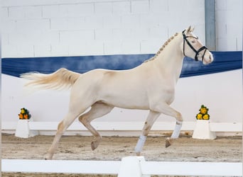 Poni alemán, Caballo castrado, 4 años, 148 cm, Cremello