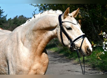 Poni alemán, Caballo castrado, 4 años, 148 cm, Palomino