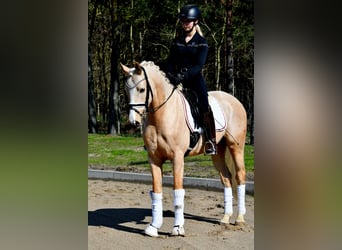 Poni alemán, Caballo castrado, 4 años, 148 cm, Palomino
