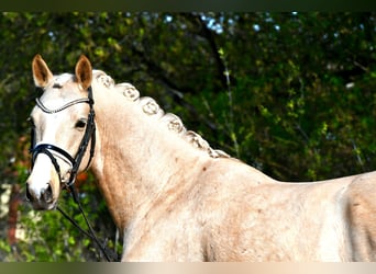Poni alemán, Caballo castrado, 4 años, 148 cm, Palomino