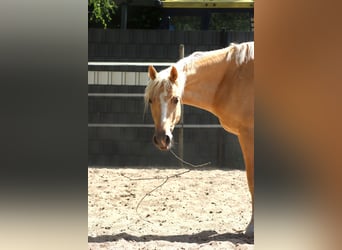 Poni alemán, Caballo castrado, 4 años, 148 cm, Palomino