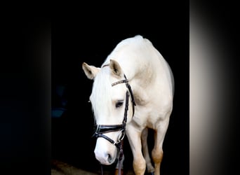 Poni alemán, Caballo castrado, 4 años, 148 cm, Palomino