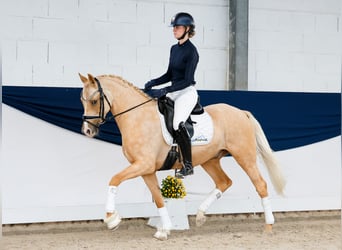 Poni alemán, Caballo castrado, 4 años, 148 cm, Palomino
