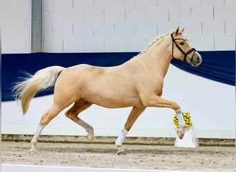 Poni alemán, Caballo castrado, 4 años, 148 cm, Palomino