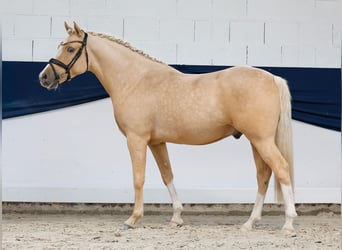 Poni alemán, Caballo castrado, 4 años, 148 cm, Palomino