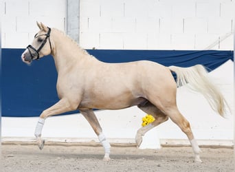 Poni alemán, Caballo castrado, 4 años, 148 cm, Palomino