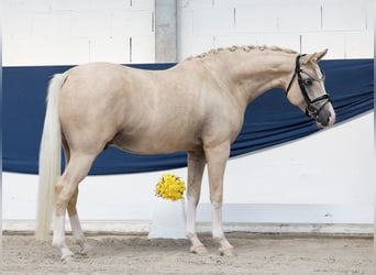 Poni alemán, Caballo castrado, 4 años, 148 cm, Palomino