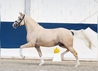 Poni alemán, Caballo castrado, 4 años, 148 cm, Palomino