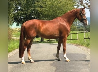 Poni alemán, Caballo castrado, 4 años, 149 cm, Alazán