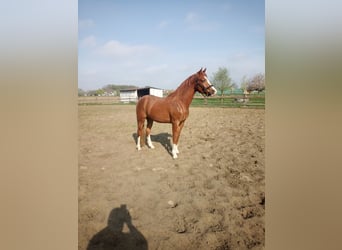 Poni alemán, Caballo castrado, 4 años, 149 cm, Alazán