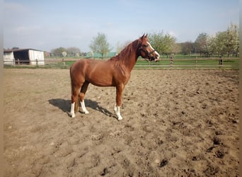 Poni alemán, Caballo castrado, 4 años, 149 cm, Alazán